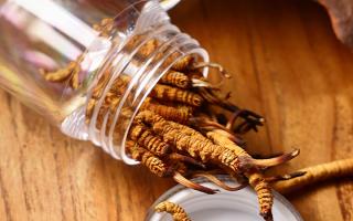 冬蟲夏草多少錢一條?2025 年單條價格換算與選購攻略