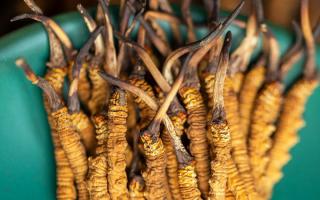 冬蟲(chóng)夏草有什么作用?這些食用方法要知道