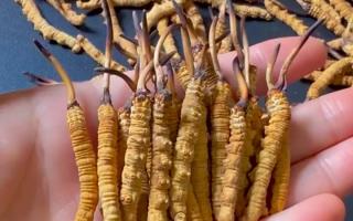 真假冬蟲夏草怎么辨別?5 個實用方法 + 避坑指南