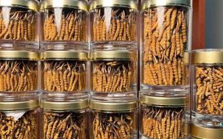 正宗冬蟲夏草能 “治” 哪些病?科學認知其輔助調理作用