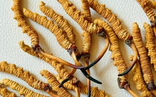 冬蟲夏草用什么鍋燉好?3 類優質鍋具 + 避坑指南