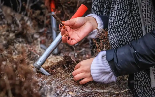 山上認冬蟲夏草:從環境到細節,4 步避開 “偽蟲草”