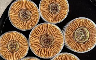 什么白酒適合泡冬蟲夏草?4 大標準 + 泡制指南