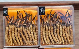 冬蟲夏草現在多少錢一克？2025 年克價揭秘，差價達 5 倍