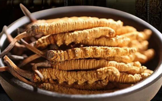 冬蟲夏草掰開后什么樣?從斷面細節識破品質與真偽