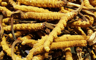 石斛與冬蟲夏草哪個好?從功效到適用場景的全面對比