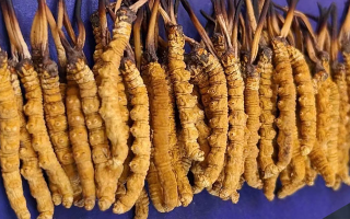 冬蟲夏草怎樣保存才有效