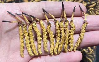 野生冬蟲夏草的外形特征:一眼識別高原珍稀瑰寶