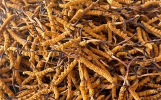 冬蟲夏草專業存放指南:這樣存,品質不打折