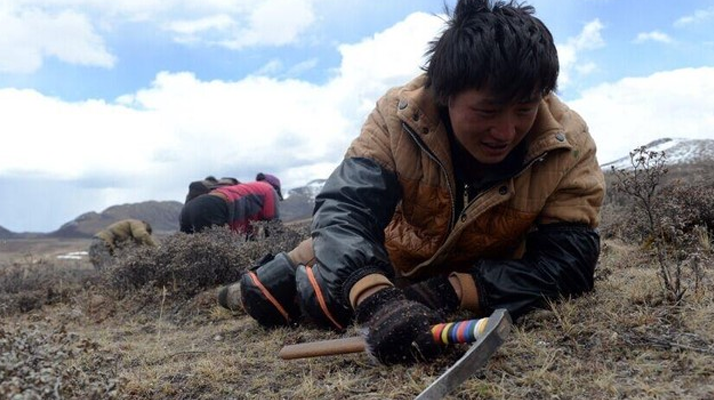 那曲<a href=http://m.hazone.cn/sdph/wacr/ target=_blank class=infotextkey>挖草人</a>阿旺的蟲草采摘時間表