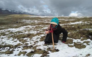 冬蟲夏草專家解讀:哪里的冬蟲夏草品質最優?