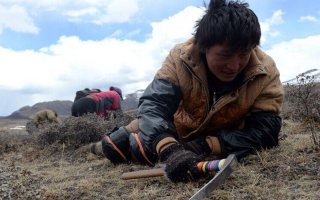 那曲挖草人阿旺的蟲(chóng)草采摘時(shí)間表：跟著草原節(jié)氣走，不錯(cuò)過(guò)每根好蟲(chóng)草