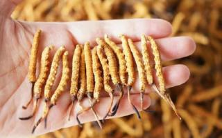 為啥說頭期冬蟲夏草品質最好?掰開揉碎給你講
