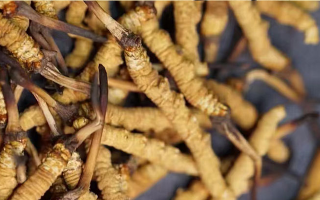 野生冬蟲夏草多少錢一斤?2025 年市場行情全解析