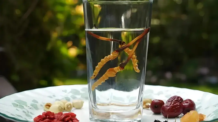 人參配蟲草泡酒,泡多久才好喝